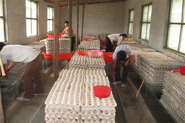 农裕丰蝎子养殖